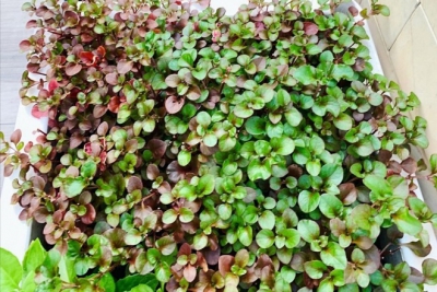 Xà Lách Xoong Nhật